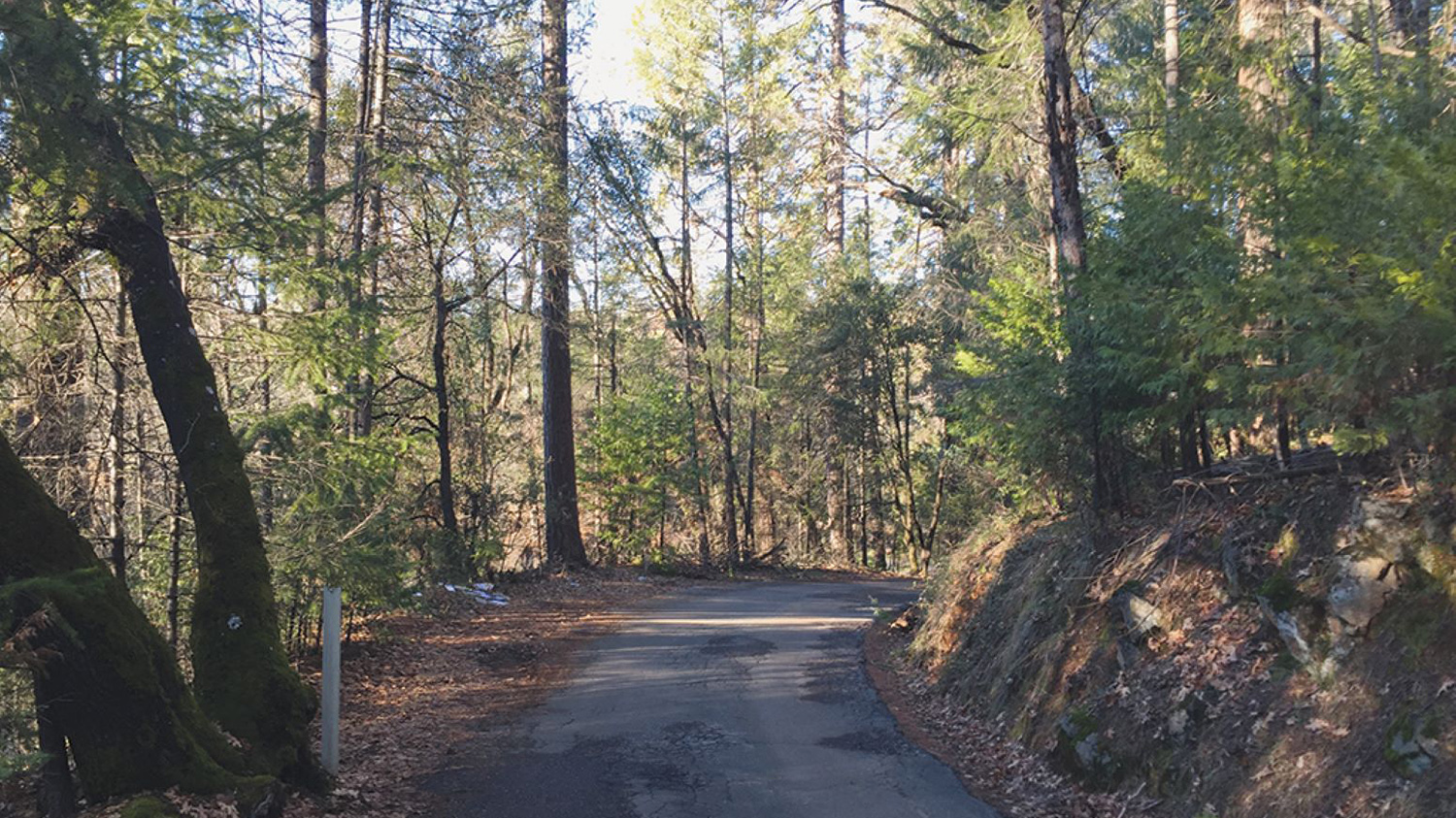 Road way through forests in ancestral homelands